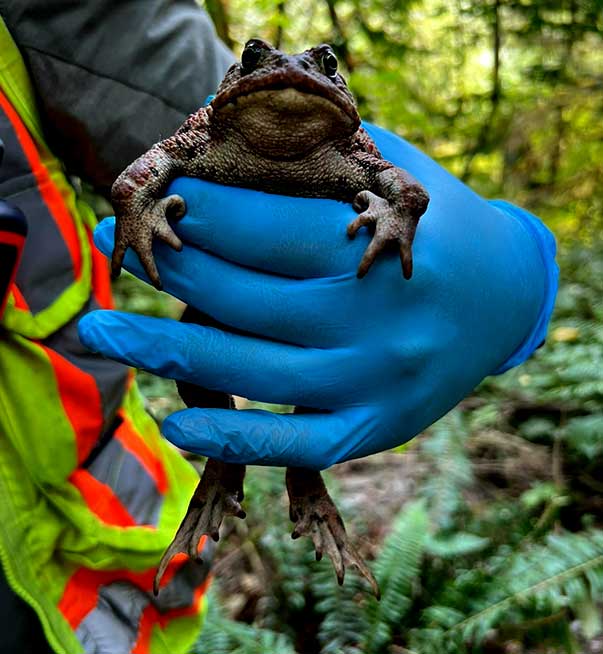worker holding a frog