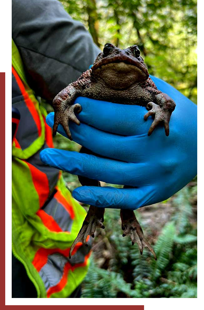 Man holding a frog with blue gloves