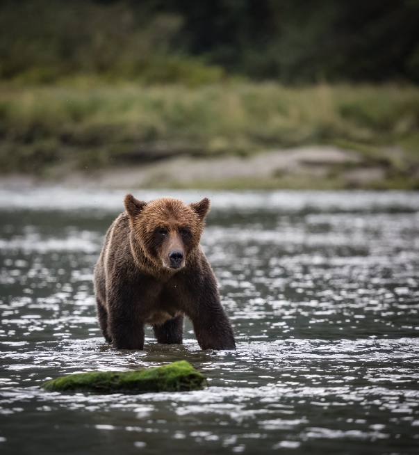 Bear cub in a creek