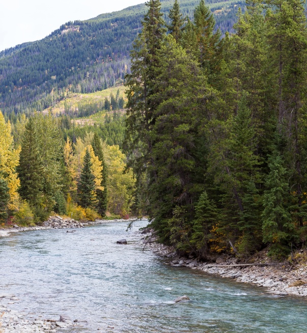 Forest and a river