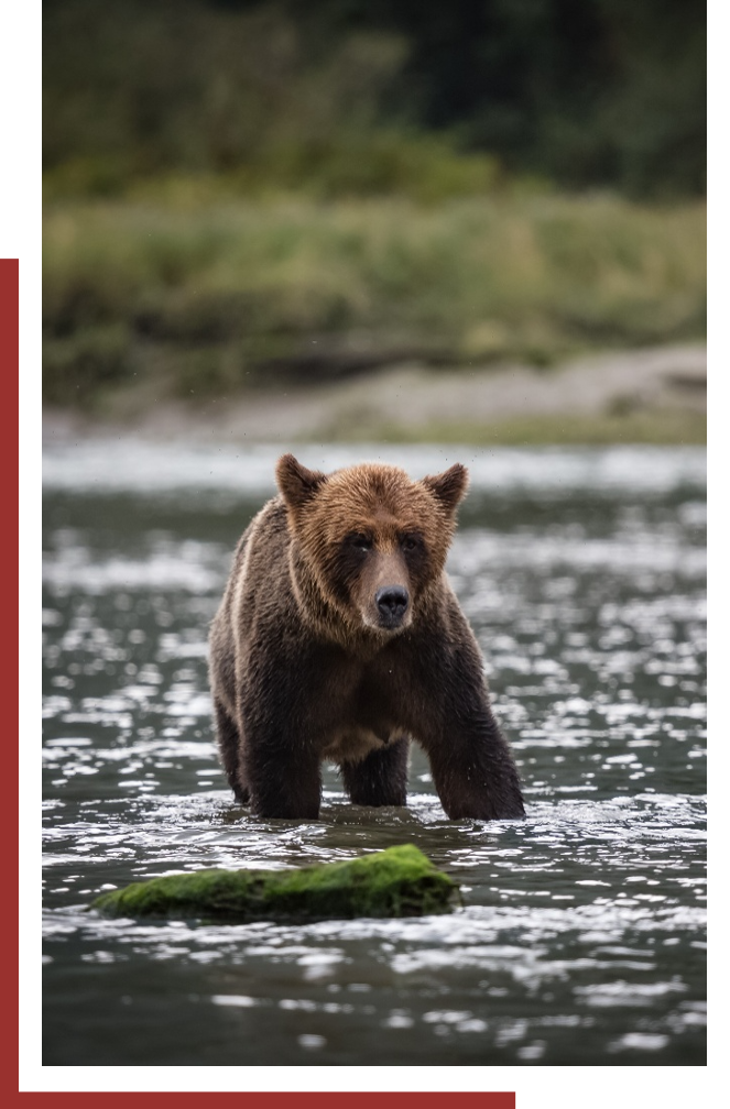 bear cub in a river