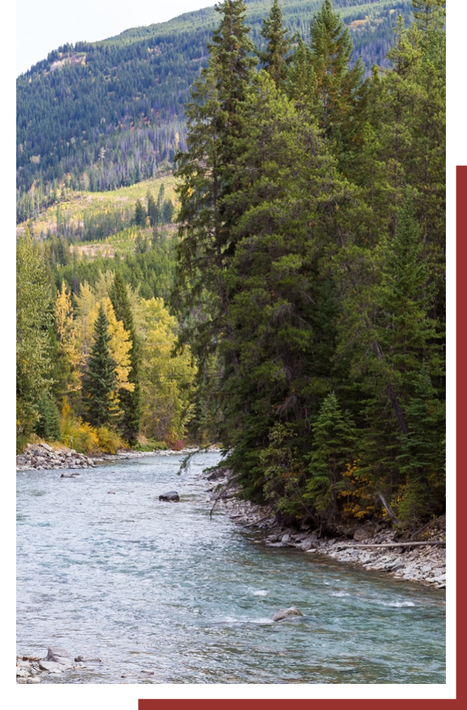Forest and a river
