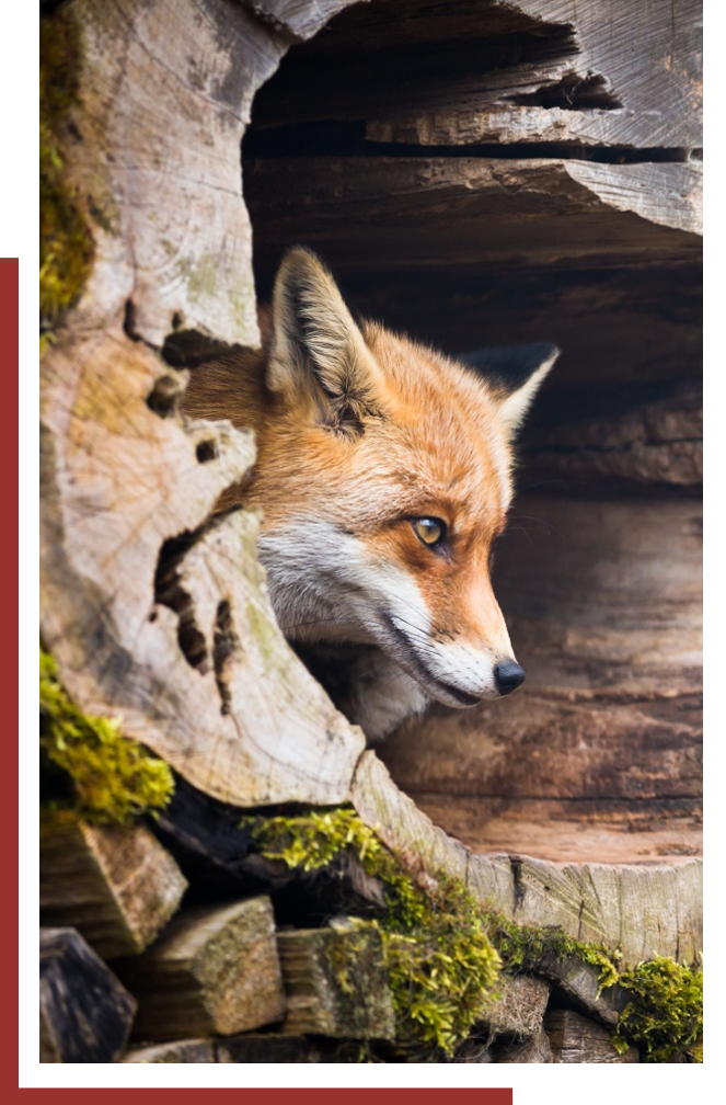 Fox coming out of a log