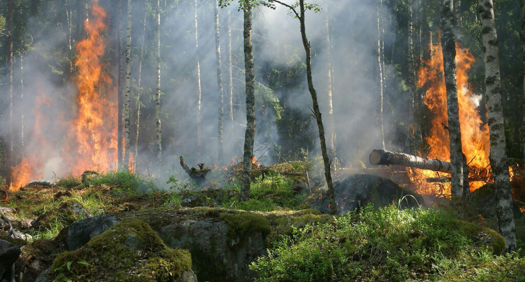Forest on fire