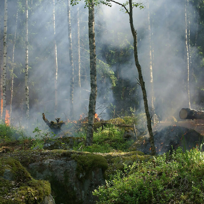 Forest on fire