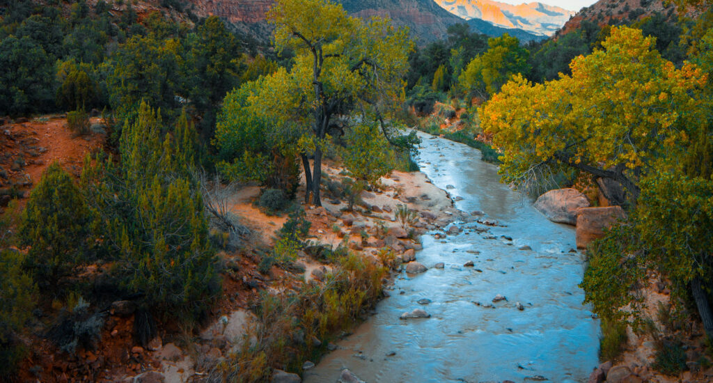 Forest and a river