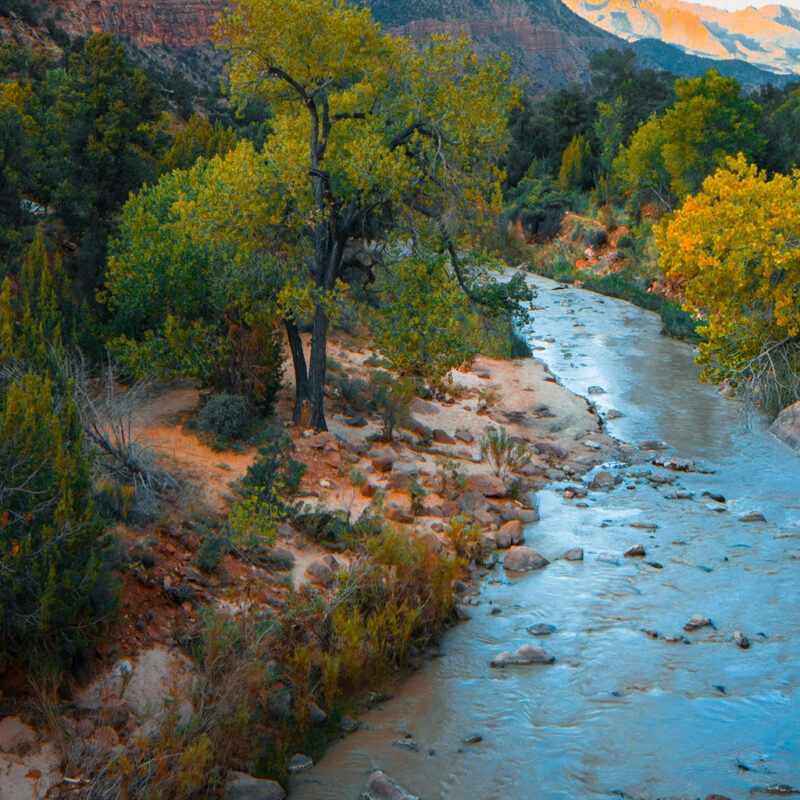 Forest and a river