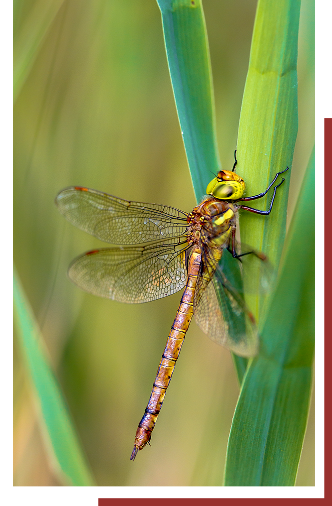 a dragonfly on a leaf