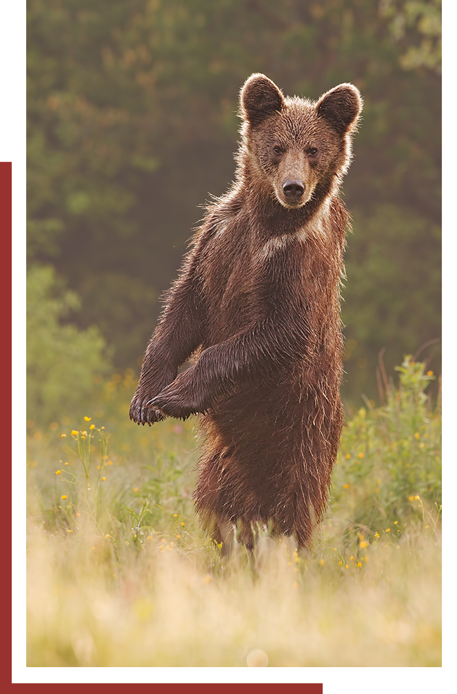 Bear standing up in a field