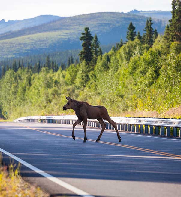 Moose crossing a road