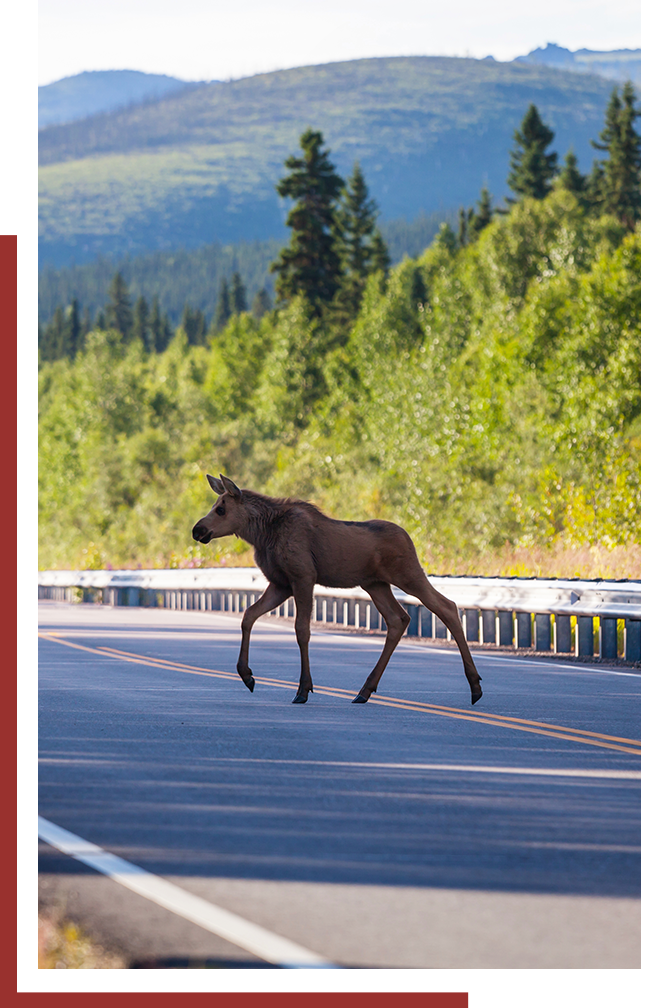 Moose crossing a street