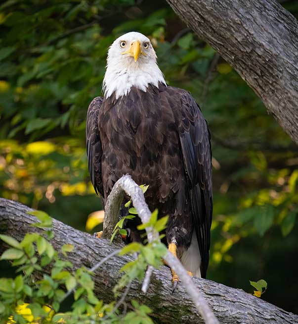 Eagle perched on a tree