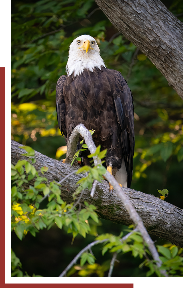 Eagle on tree