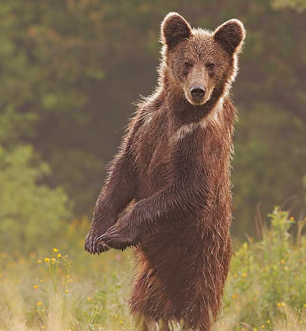 Bear standing up