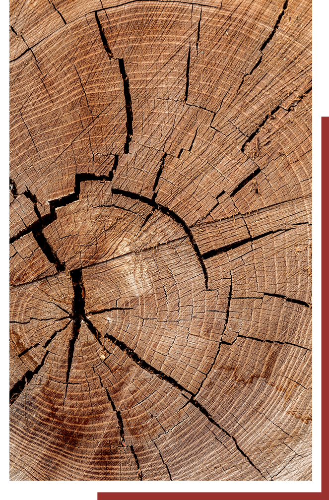 the inside of a tree