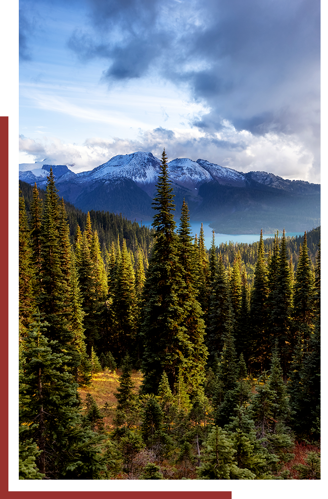 beautiful view of a forest and mountains
