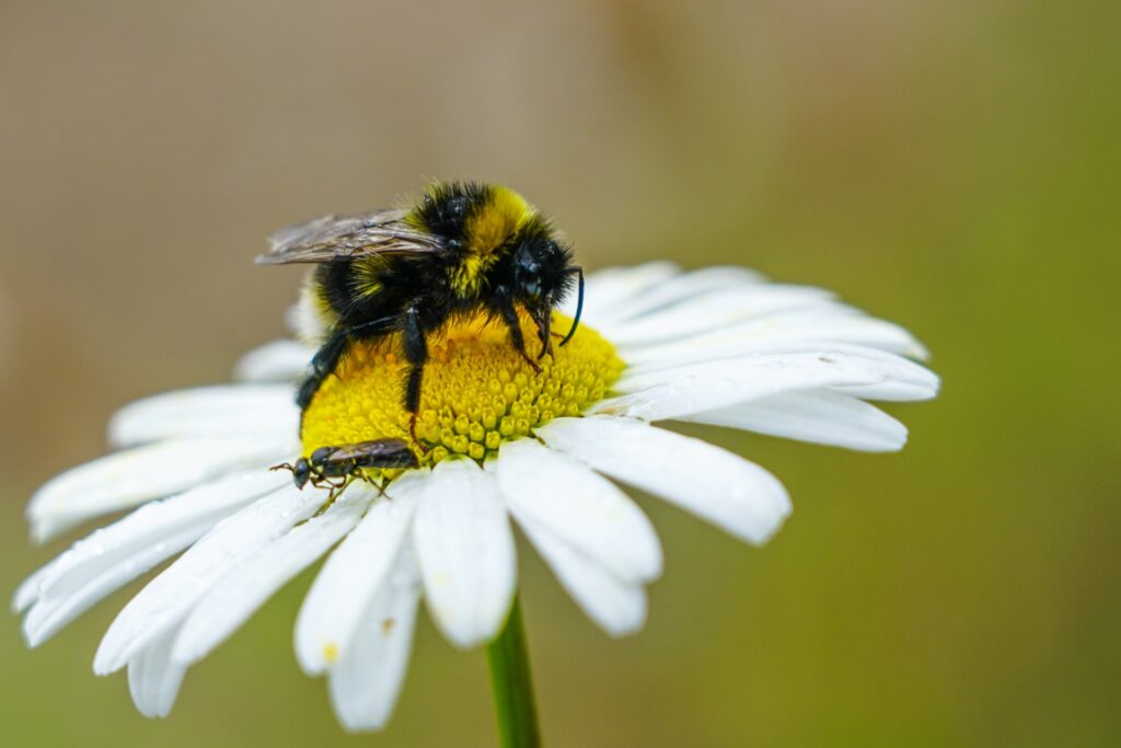 Honey bee on a flower