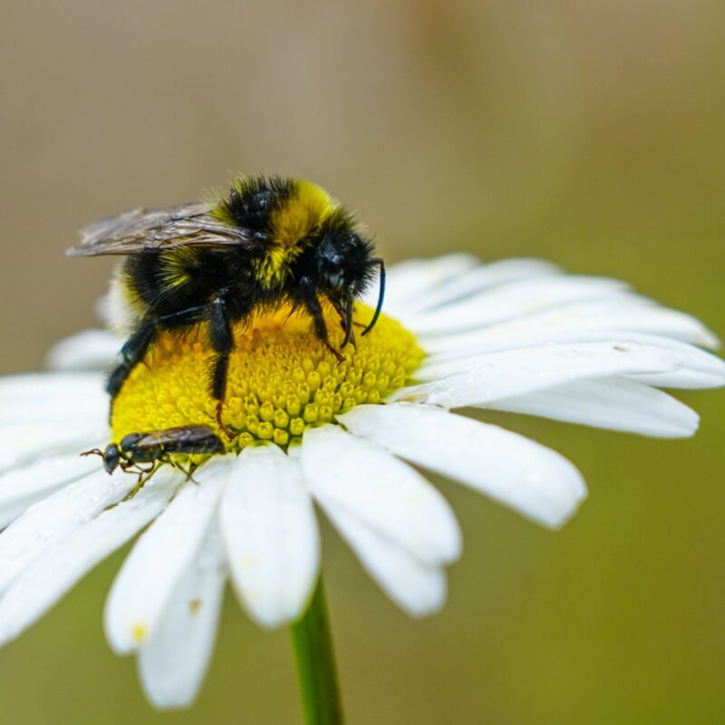 Honey bee on a flower