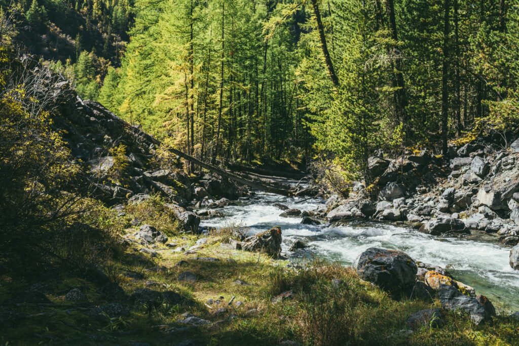 Forest and a rushing creek