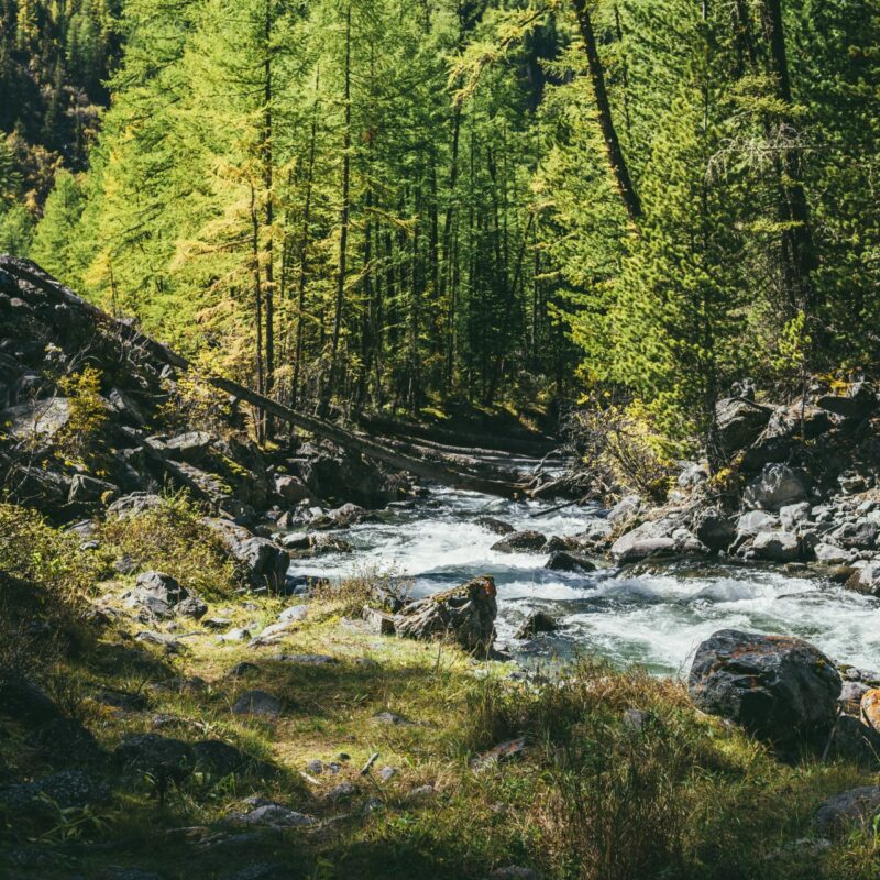 Forest and a rushing creek