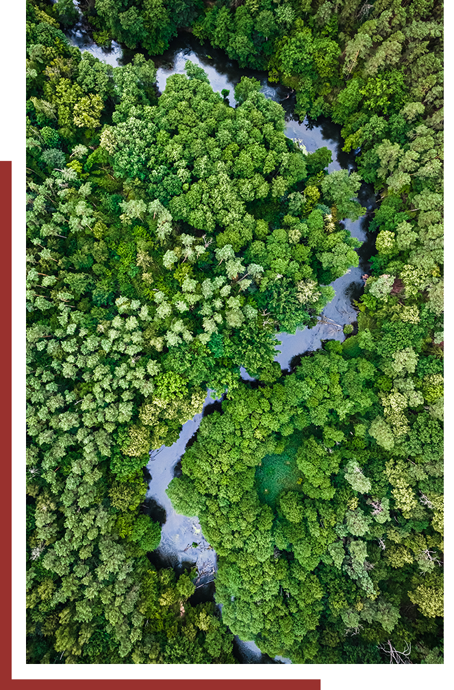 Aerial view of a forest and river